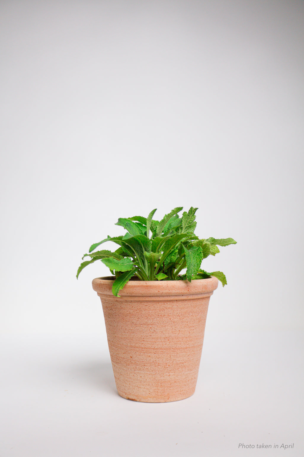 products/SotoProductShootLowQ-2028.jpg